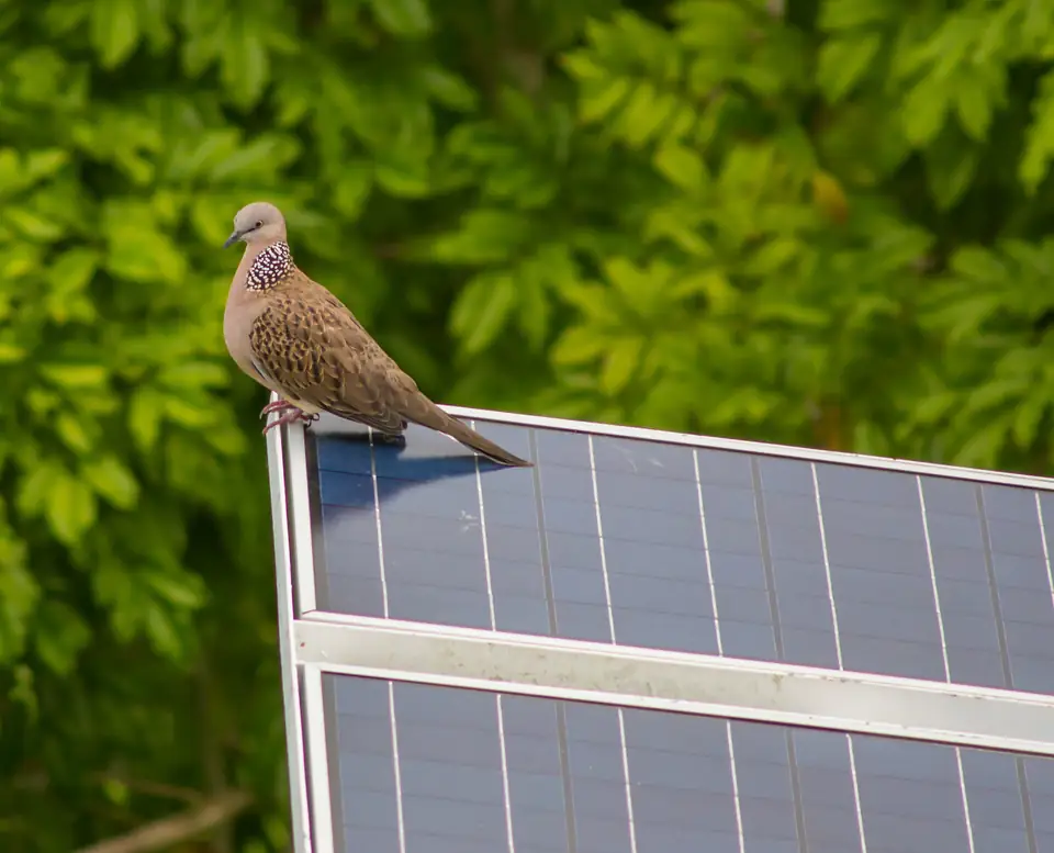 Bird perched on the edge of a solar panel