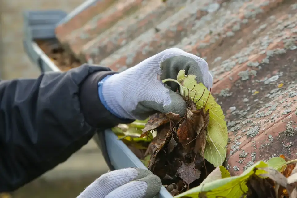 Leaves being cleared from a gutter on a tiled roof